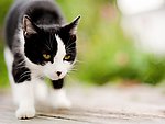 小花猫