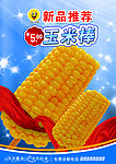 玉米棒海报