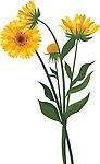 花矢量素材 花模板下