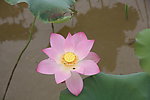 莲花