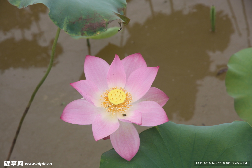 莲花