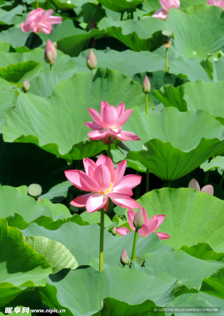 荷花