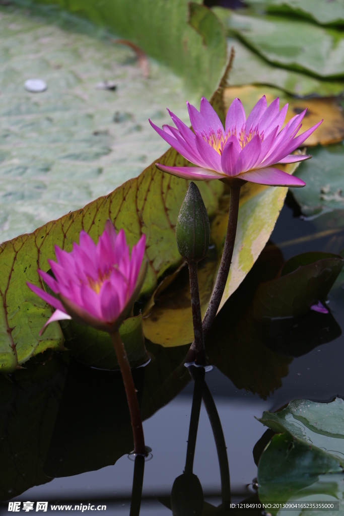 莲花