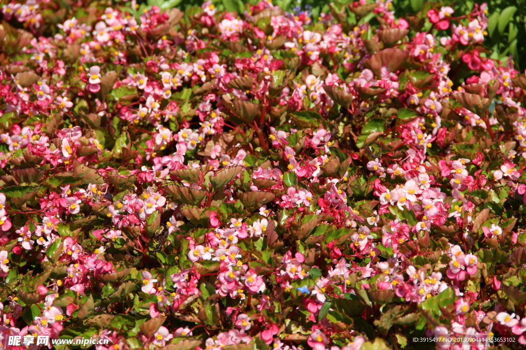 鲜花