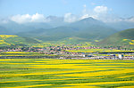 油菜花田