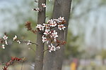 桃花朵朵开