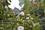 豫园风景