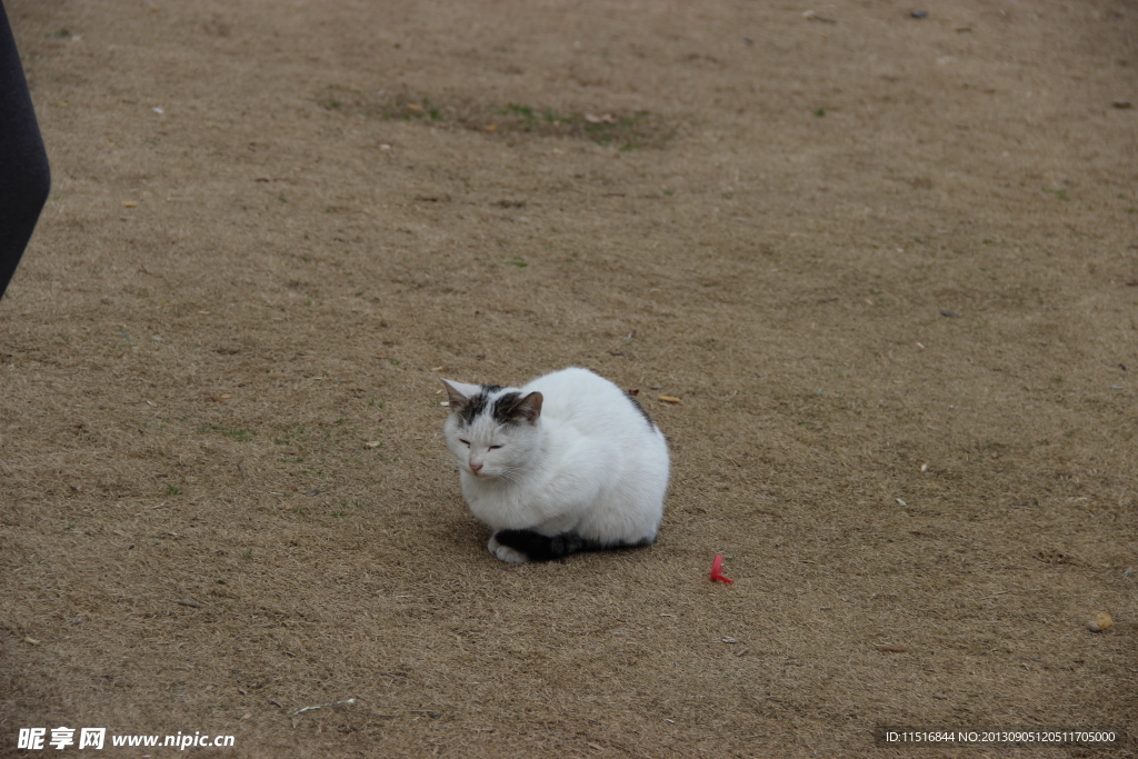 蹲着的猫