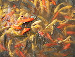 锦鲤鱼