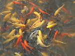 锦鲤鱼