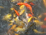 锦鲤鱼