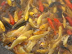 锦鲤鱼