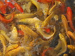 锦鲤鱼