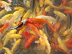 锦鲤鱼