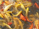 锦鲤鱼
