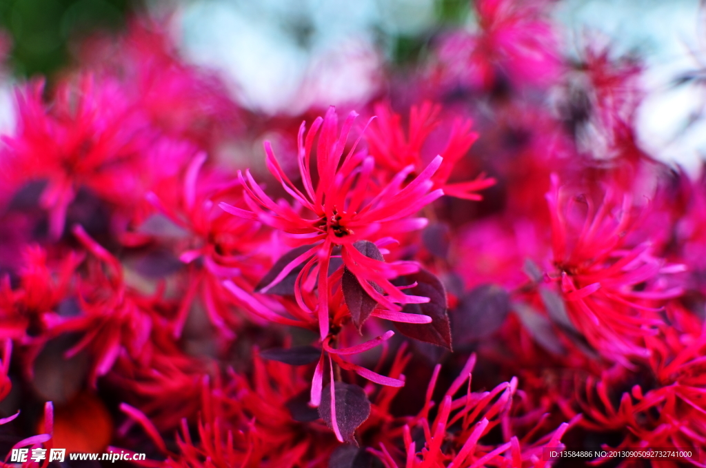 红花