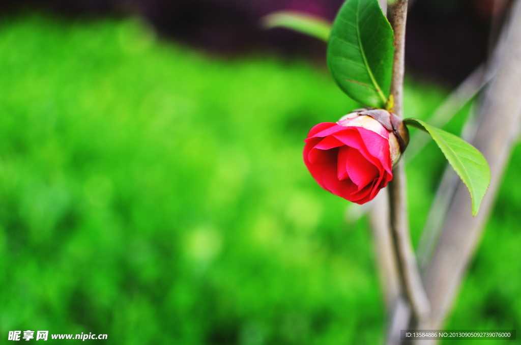 山茶花