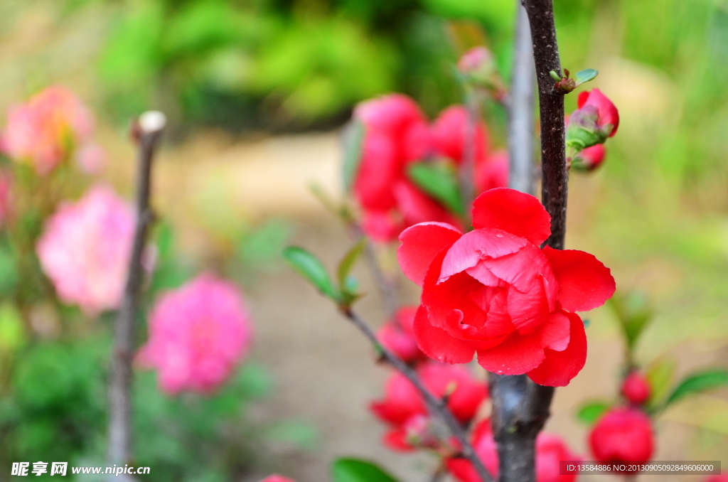 梅花