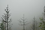 林间雾起