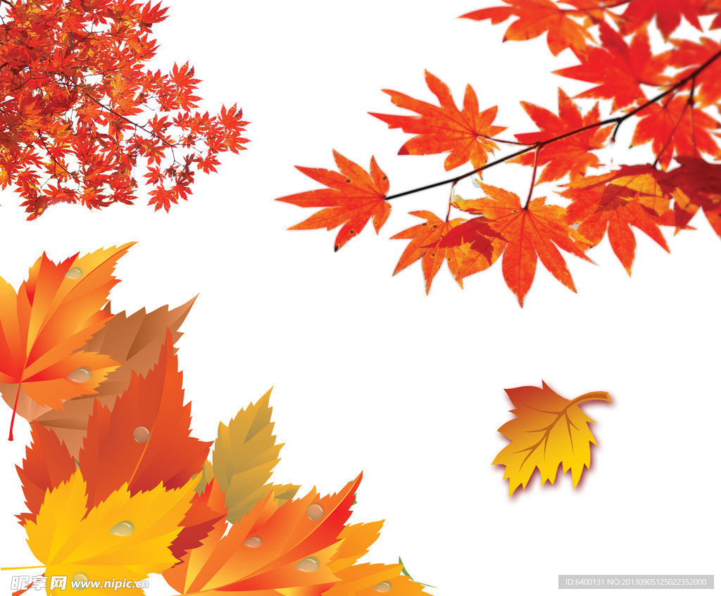 秋季素材 枫叶