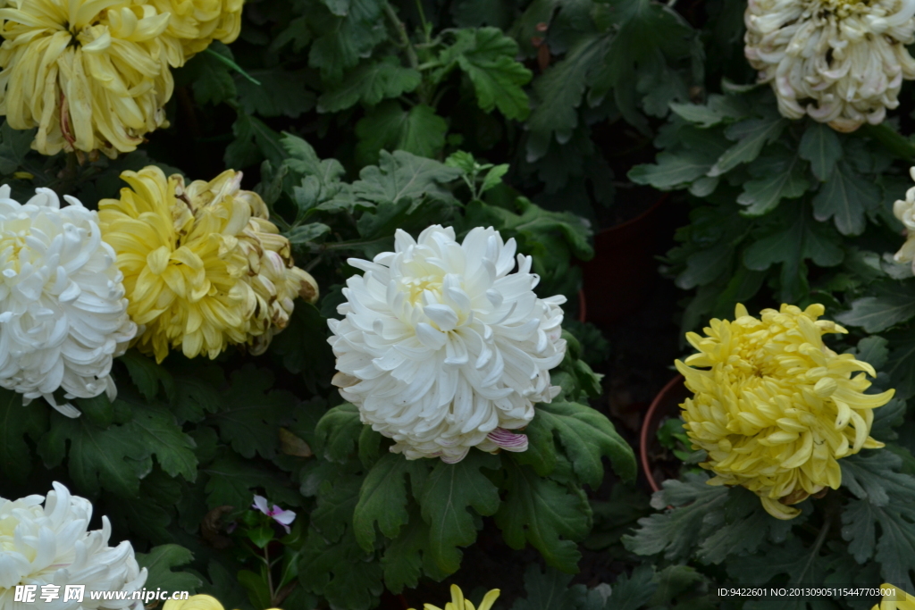菊花