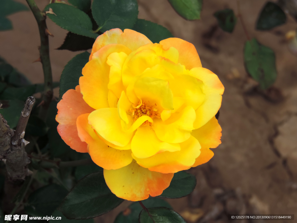 月季花