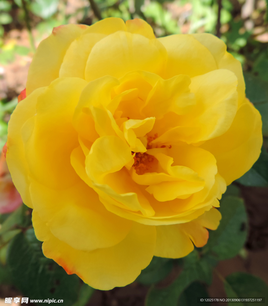 月季花