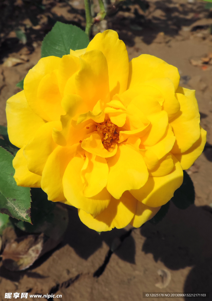 月季花