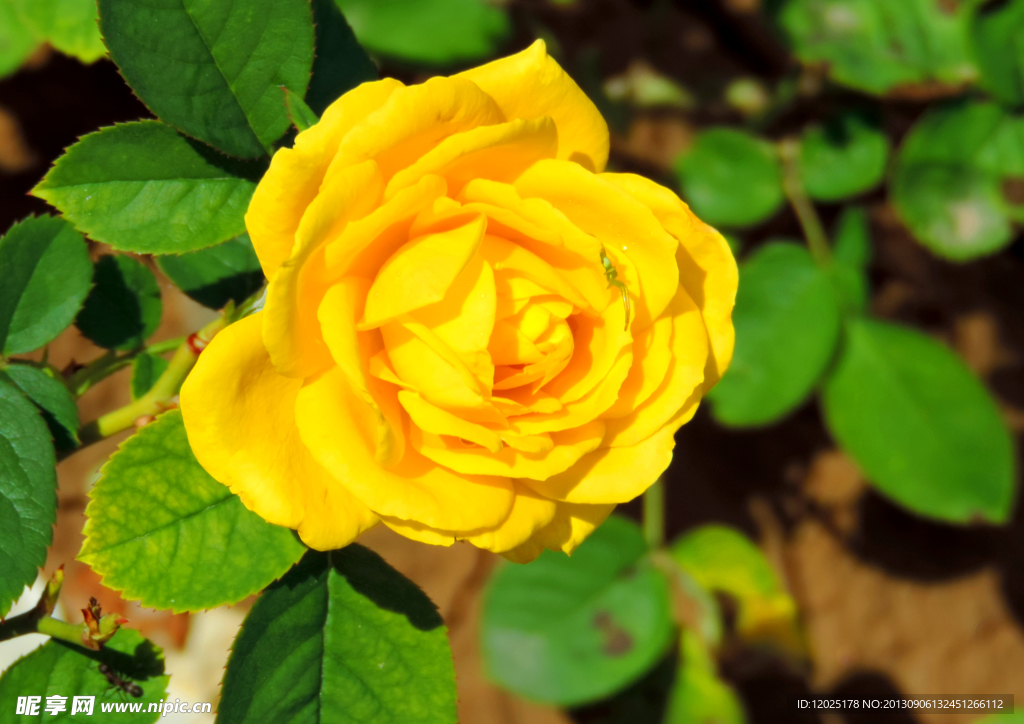 月季花