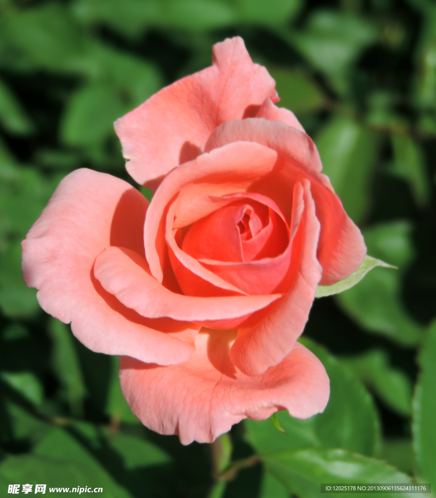 月季花
