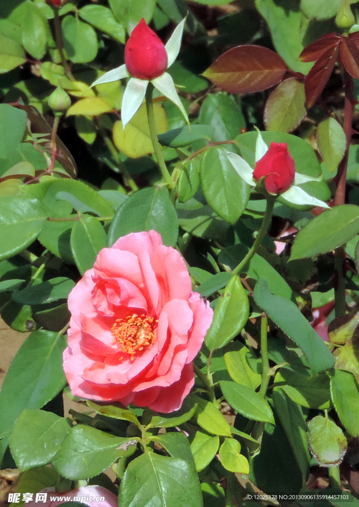月季花