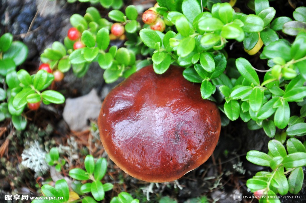 红豆和山菇