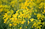油菜花