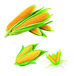 玉米 素材