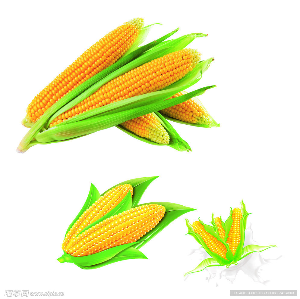 玉米 素材