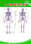 人体骨骼 人体结构