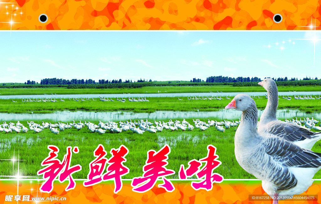 大鹅包装