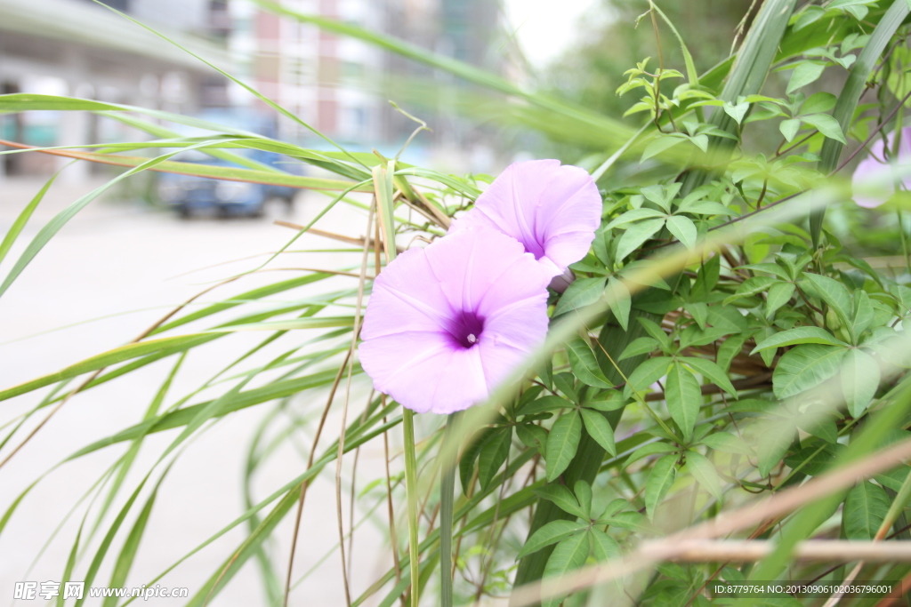 牵牛花