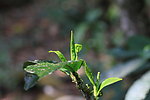 茶叶树