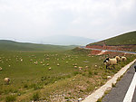 草原羊群公路