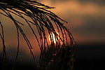 夕阳