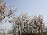 巴旦姆花