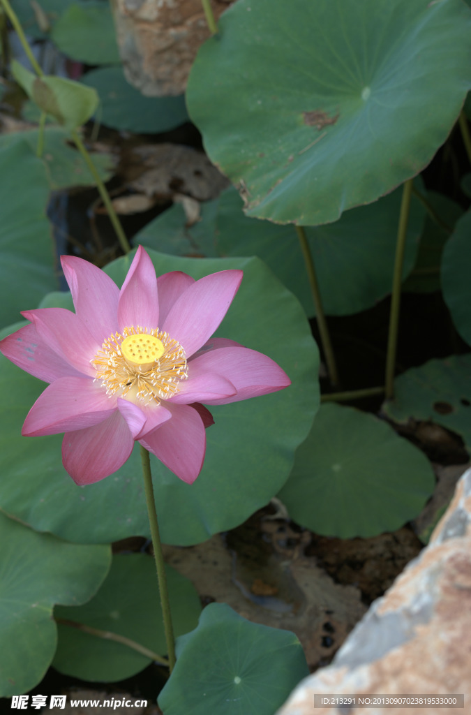 荷花