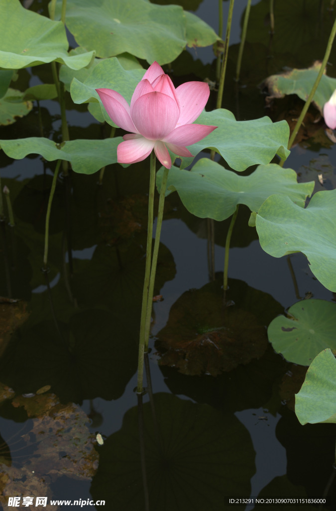 荷花