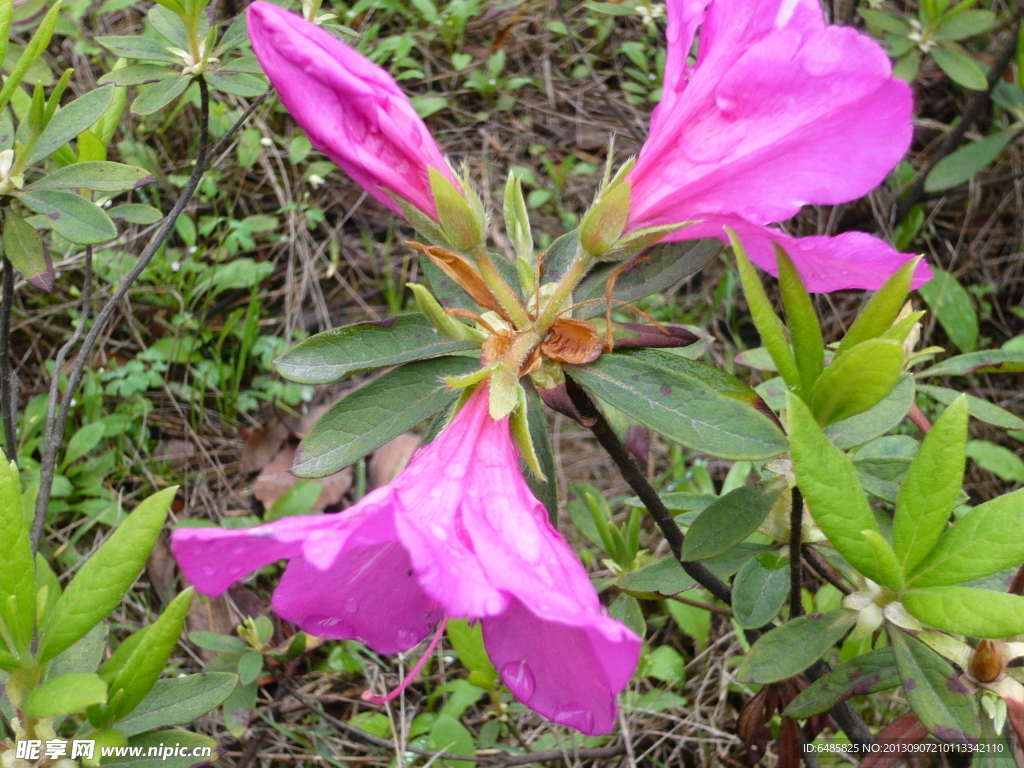 杜鹃花