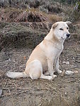 土狗