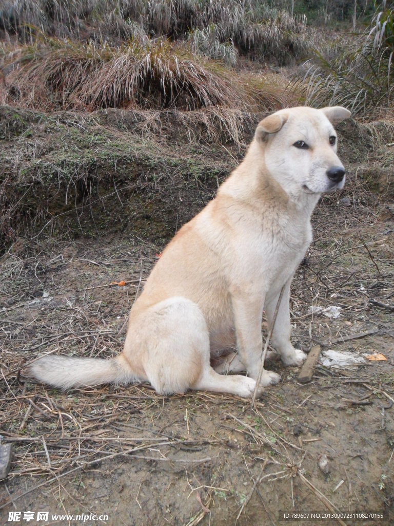 土狗