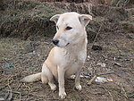 土狗