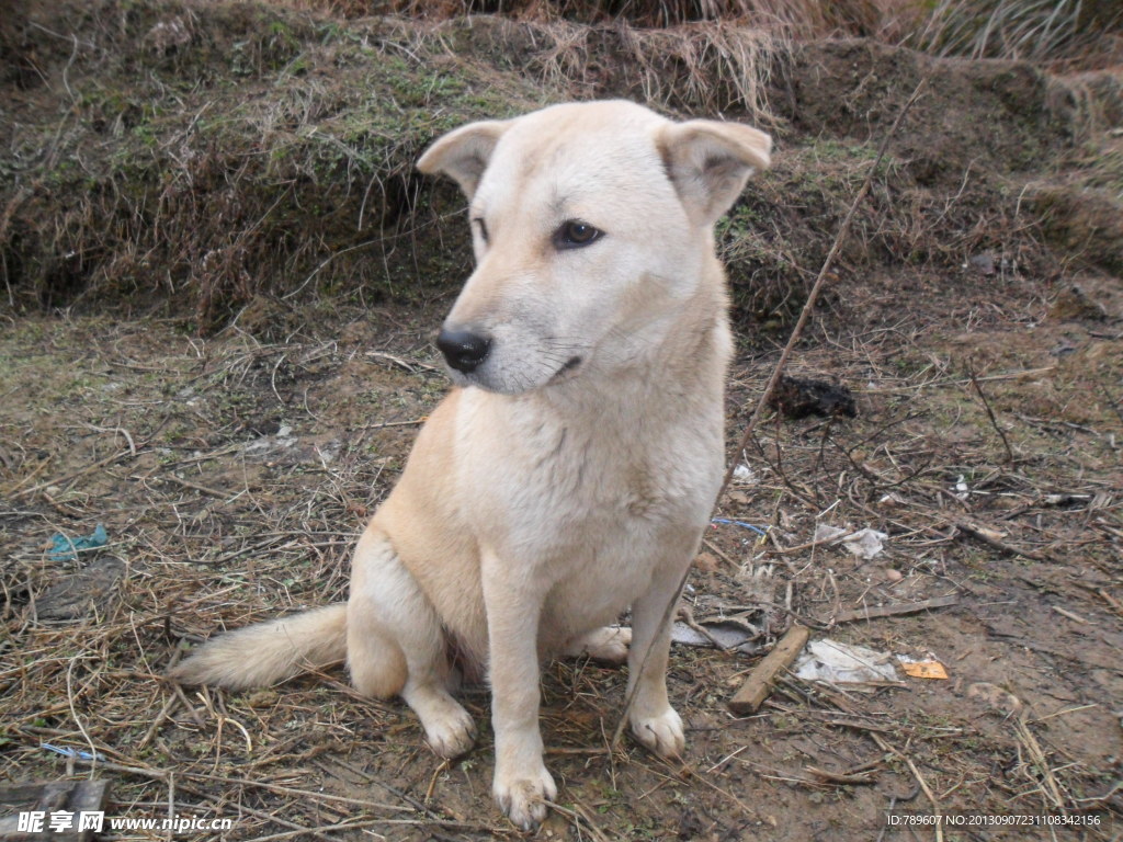 土狗