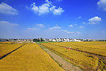 丰收 麦田
